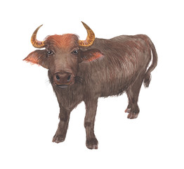 bull isolated on white background