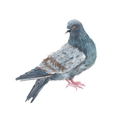 pigeon isolated on white background