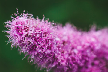 Astilba America the beautiful wild flowers of summer