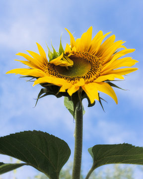 Tournesol