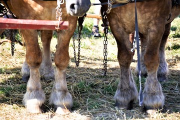 horse and foal