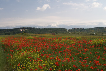 poppy field of red poppies