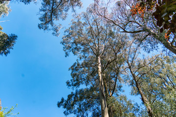 Forest in Dandenong mountains Melbourne