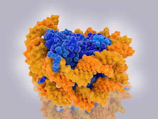 Structure of a nucleosome