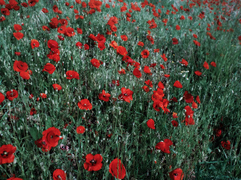 Champ de coquelicots