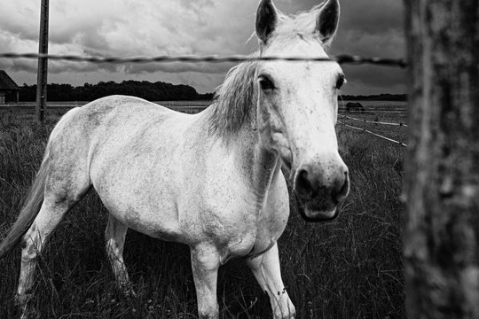 Cheval 
