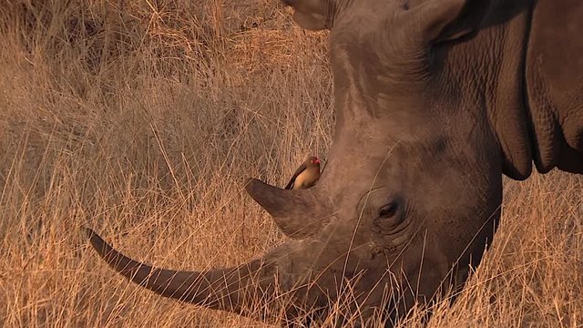 Close-up of a white rhinoceros grazing while an oxpecker bird sits on his head