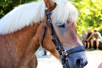 portrait of a horse