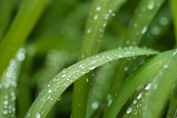 rain drops on the grass