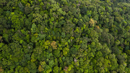 Aerial view asian tropical rainforest, forest tree texture and background, Asia. - obrazy, fototapety, plakaty