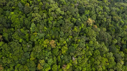 Foto op Aluminium Aerial view asian tropical rainforest, forest tree texture and background, Asia. © Kalyakan