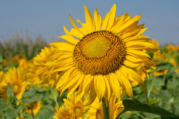 Naklejka premium Sunflower, Helianthus annuus