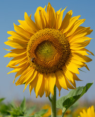 Sunflower, Helianthus annuus