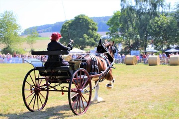 Fototapeta premium horse and carriage