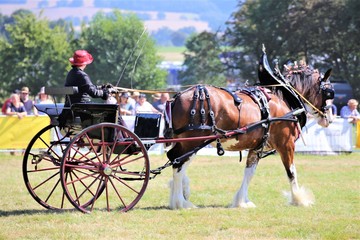 horse and carriage