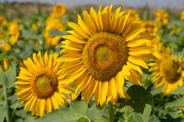 Obraz premium Sunflower, Helianthus annuus
