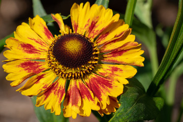 Helens Flower, Helenium