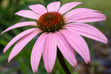 Fototapeta premium Coneflower, Echinacea purpurea