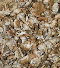 Field champignons. Edible mushroom. Mushrooms background texture