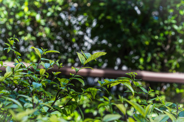 Natural Green leaves for background and wallpaper which it can use for online advertisement