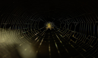 spider web with water drops