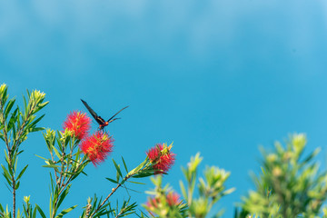 butterfly flying around yellow flower in blue sky