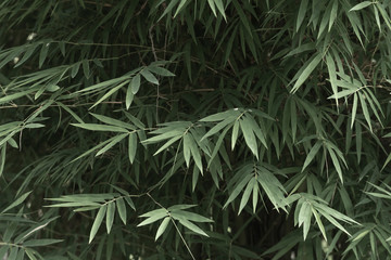 beautiful scene of bamboo leaves in garden