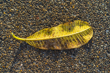 Close up Yellow tropical leaf (Plumeria, Frangipani) defoliate on the floor