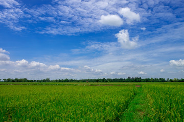Fototapeta premium Green rice field and cloud blue sky in country side of Thailand
