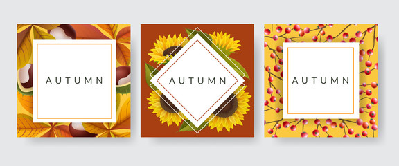 Square card frame set with autumn plants, chestnut and leaf, sunflower and red berry. Vector illustration frame collection for autumn, design template for Thanksgiving, or other fall background