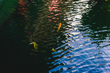 Koi fish swimming in a pond in garden