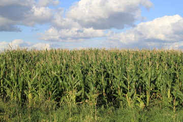 large green corn plants in the dutch countryside and a blue sky with white clouds in the background in summer