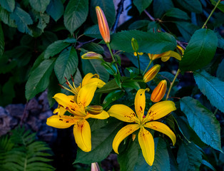 Fototapeta na wymiar Yellow Lily flowers on green leaves background.