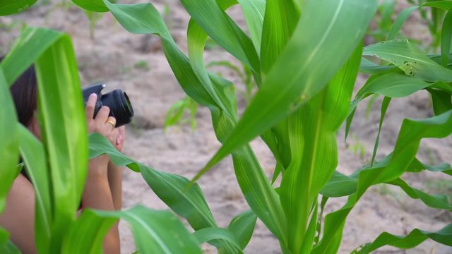 Video 4K beside view of Asia women sitting using a DSLR to secretly photographer some pictures in the cornfield. In the provinces of Thailand.