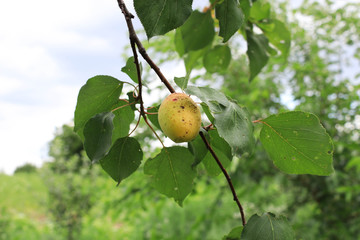 Apricot on a branch