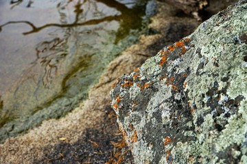 moss on the rocks
