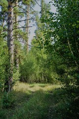 bright greeen trees in the forest in summer