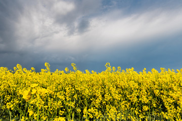 Obraz premium The rapeseed chain waiting for the rain