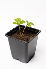 Growing Strawberry Plants in the pot