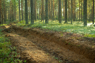 Prevention of forest fires. Protection of forests from fires.