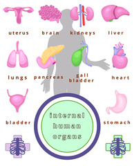 human body organs