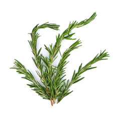 rosemary on a white background