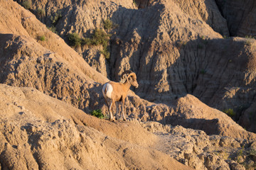 Bighorn Sheep in the evening sun. Badlands South Dakota