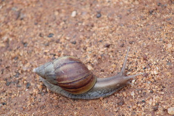 A brown snail slowly crawling in the soil