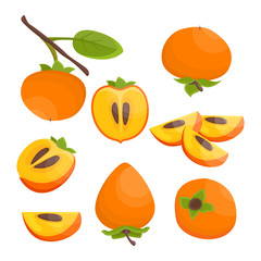 Bright vector set of colorful half, slice and whole of juicy persimmon. Fresh cartoon persimmon isolated on white background. Vector.