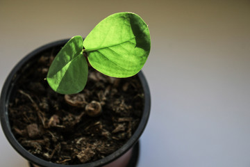 Green plant on the windowsill