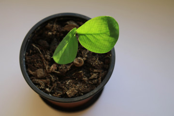 Green plant on the windowsill