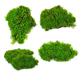 Obraz premium moss isolated on white bakground