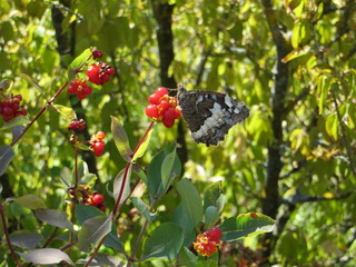 Butterfly on the fruit of the season in nature - Circus of Navacelles in the south of France