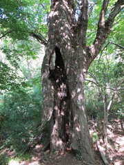 Amazing tree in the heart of the forest - Circus of Navacelles in the south of France